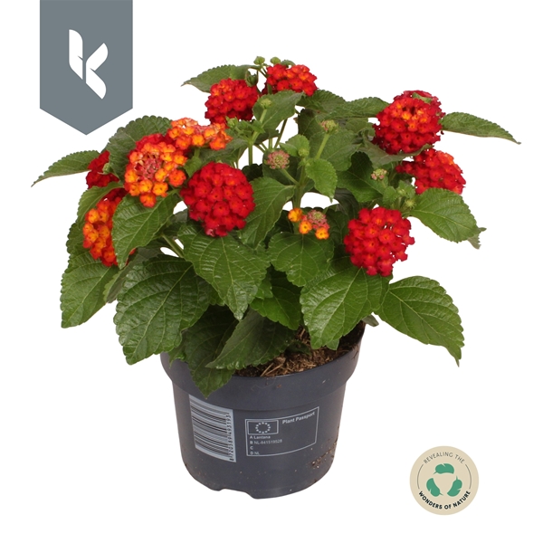 Lantana Havana Red