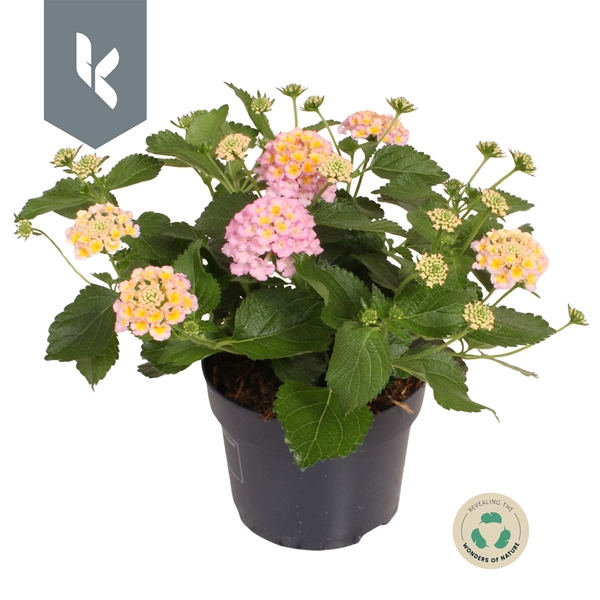 Lantana Havana Rose