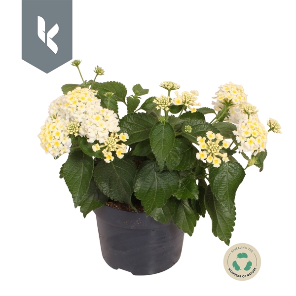 Lantana Havana Weiss