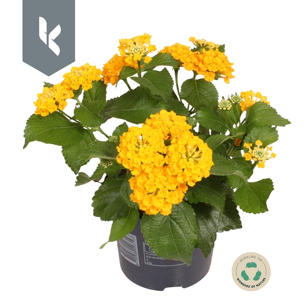 Lantana Havana Gold
