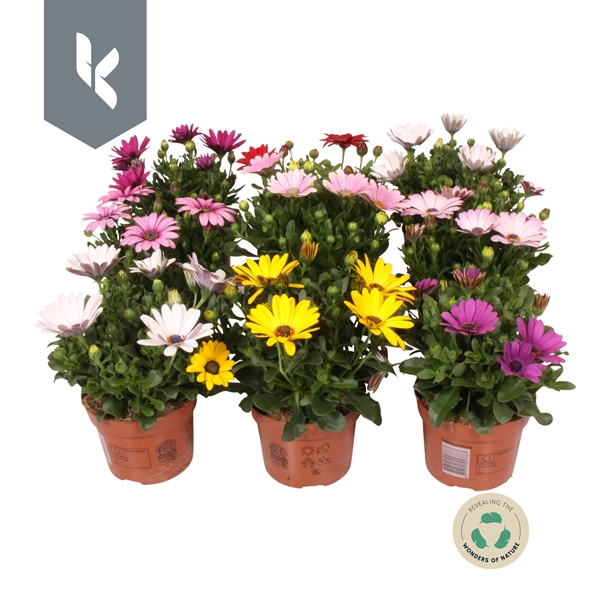 Osteospermum Mix CC