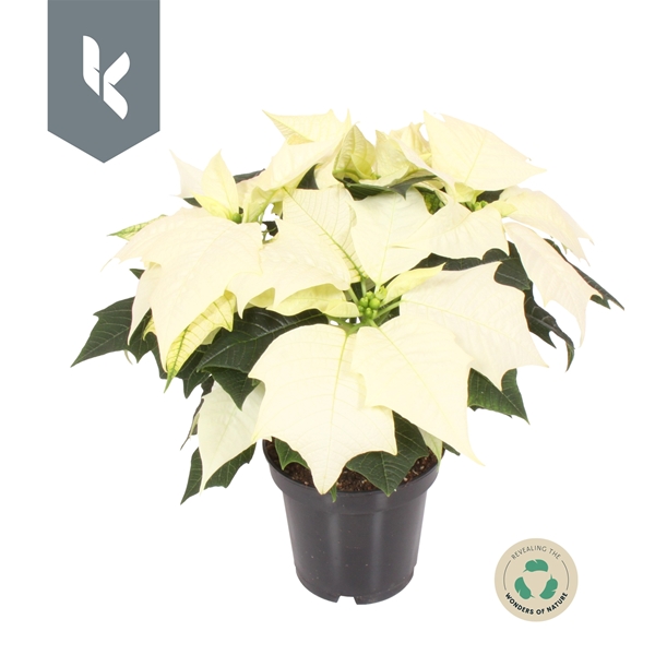 Euphorbia Poinsettia Alaska