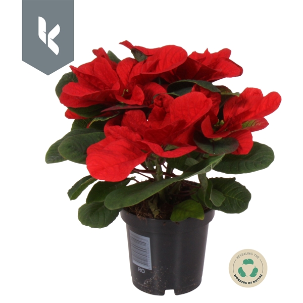Euphorbia Poinsettia Christmas Mouse