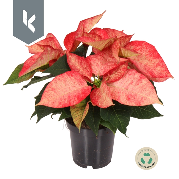 Euphorbia Poinsettia Ice Crystal