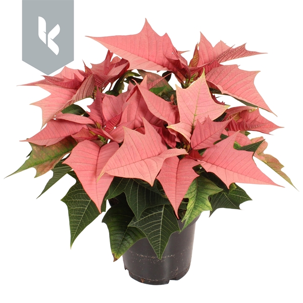 Euphorbia Poinsettia Kayla