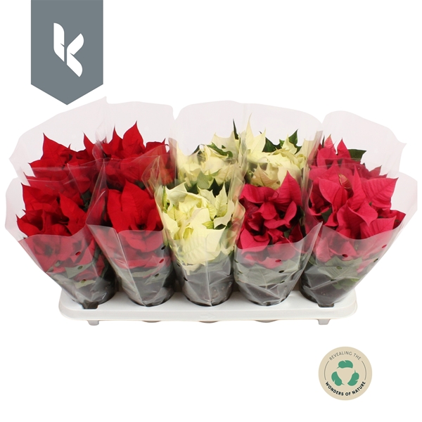 Euphorbia Poinsettia Mixtray