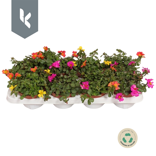 Portulaca Nano Mixtray