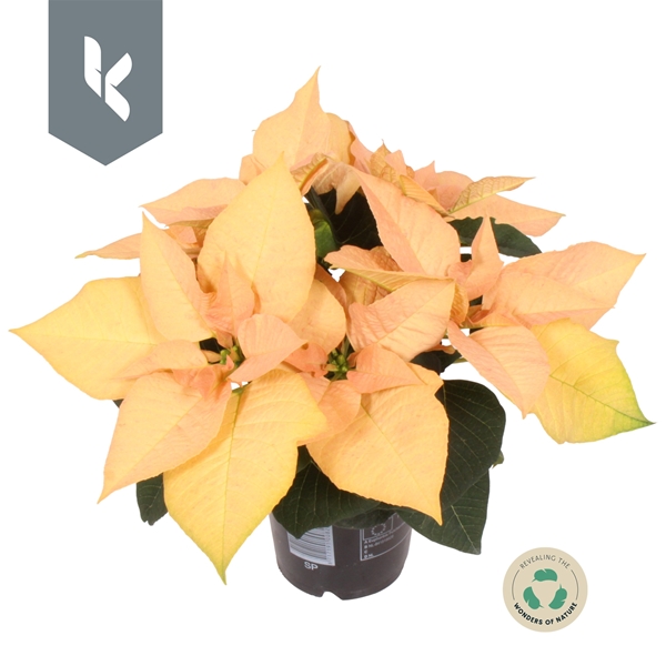 Euphorbia Poinsettia Autumn Leaves