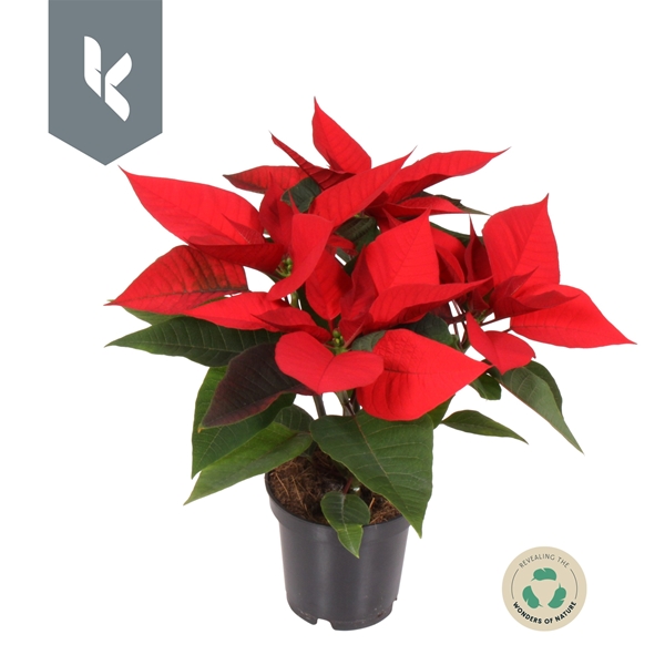 Euphorbia Poinsettia Rot