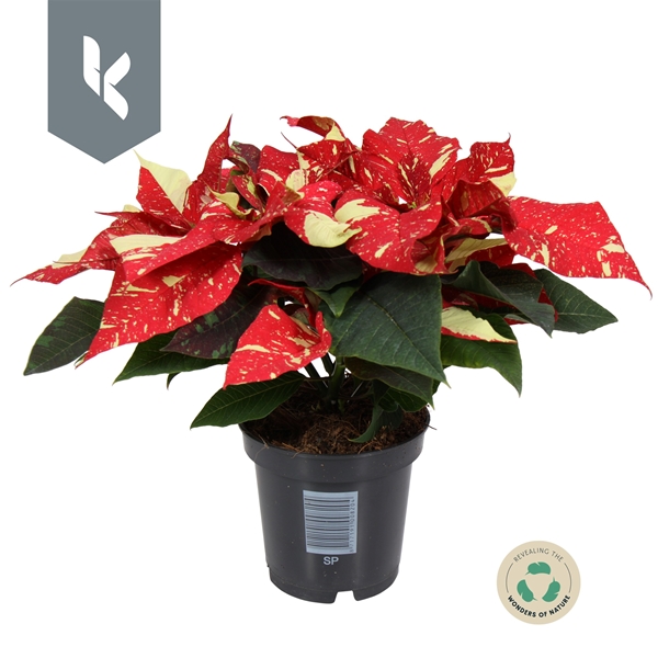 Euphorbia Poinsettia Superba Glitter