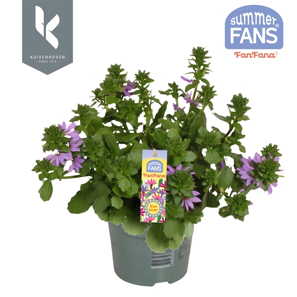Scaevola Fanfana Blau