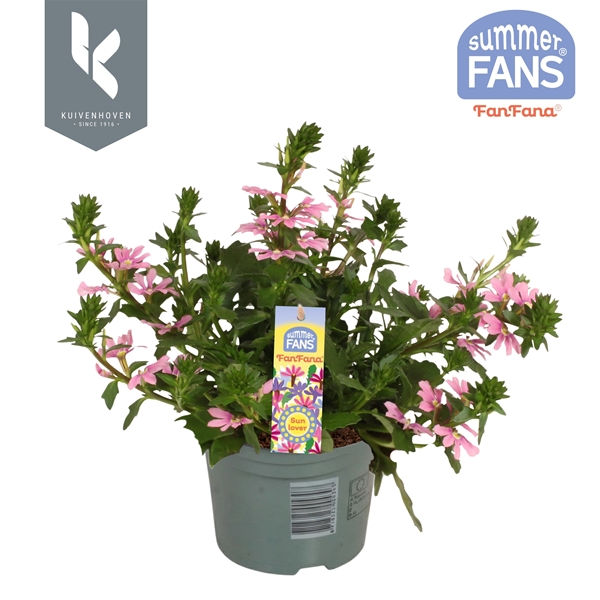 Scaevola Fanfana Pink
