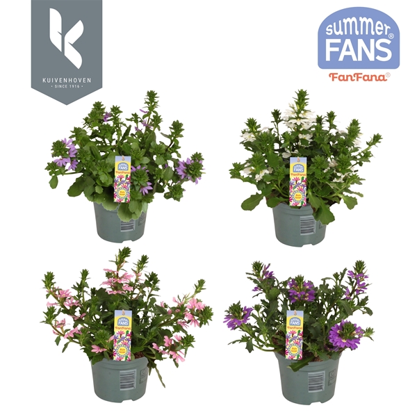 Scaevola Fanfana Mixlage