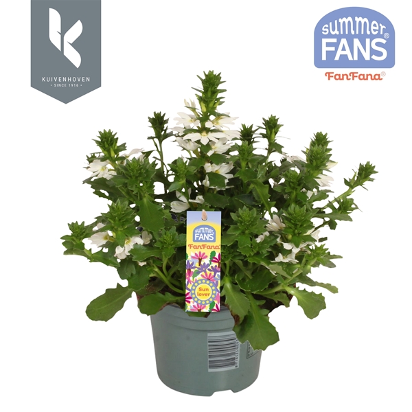Scaevola Fanfana Weiss