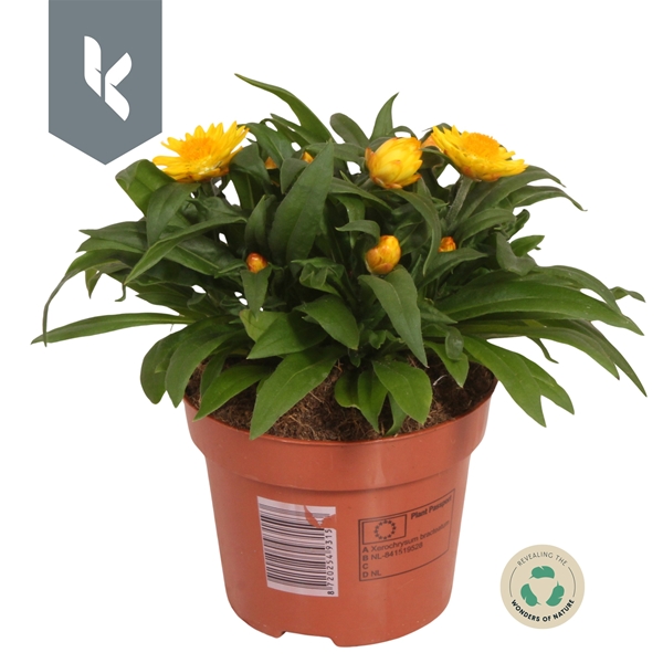 Bracteantha Helichrysum Crispy Yellow