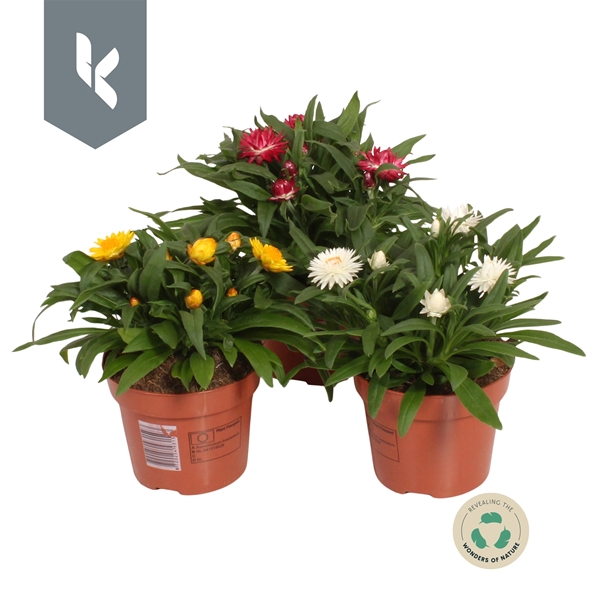 Bracteantha Helichrysum Crispy Mixlage