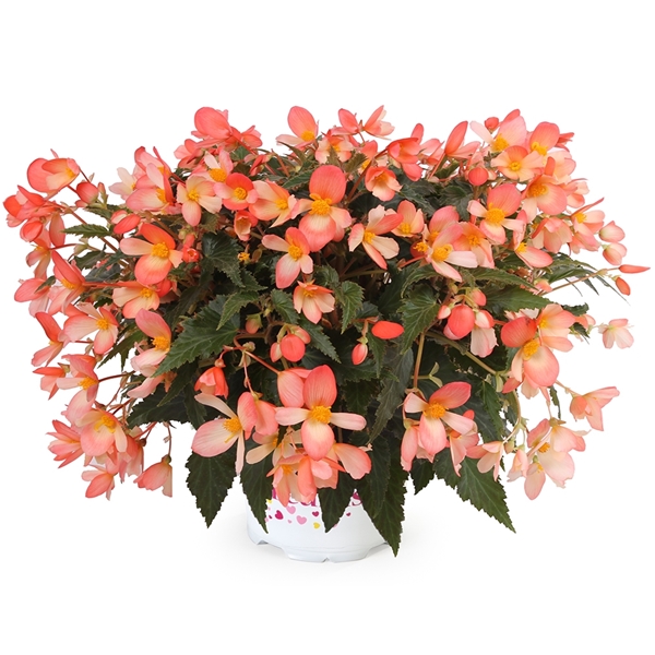 Begonia Waterfall Angel Soft