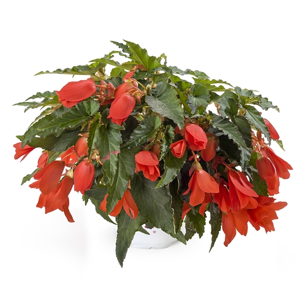 Begonia Waterfall Encanto Orange