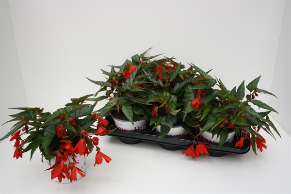 Begonia Waterfall Encanto Rot
