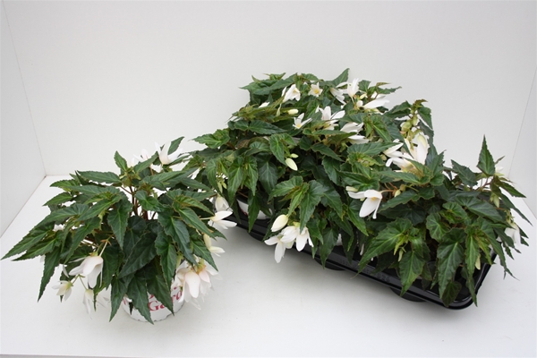 Begonia Waterfall Encanto Weiss