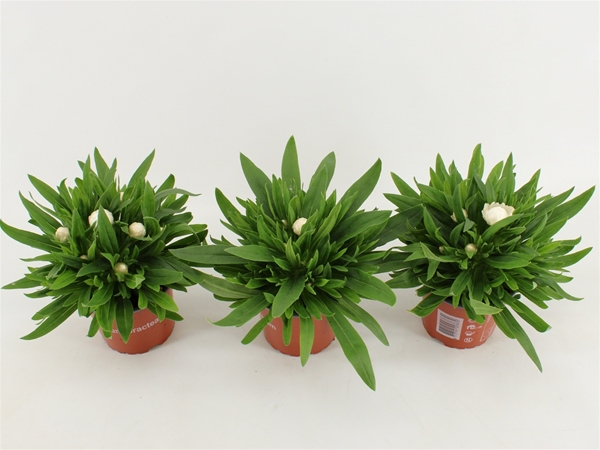 Bracteantha Dreamtime Weiss