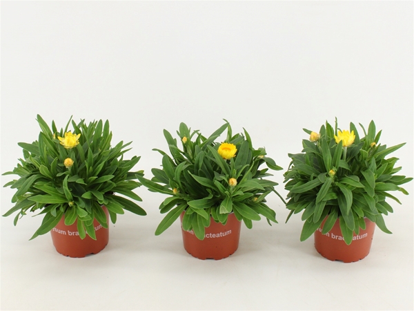 Bracteantha Dreamtime Gelb