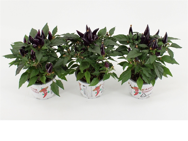 Capsicum Acapulco Purple