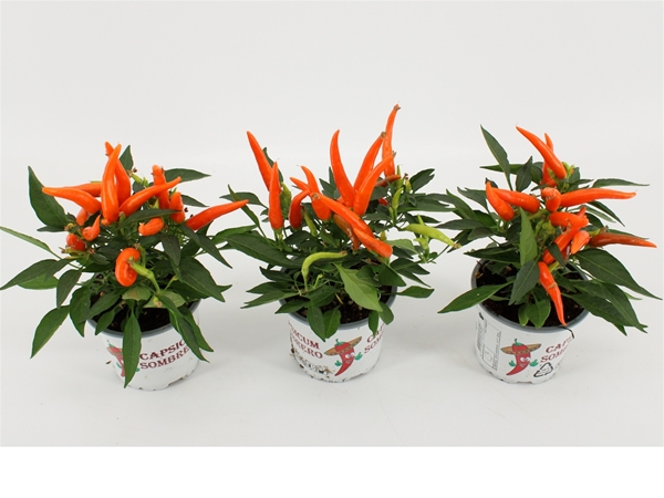 Capsicum Hup Hup Orange
