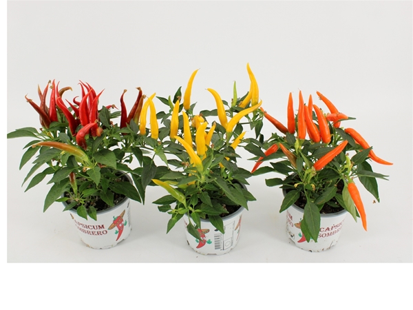 Capsicum Hup Hup Mixtray