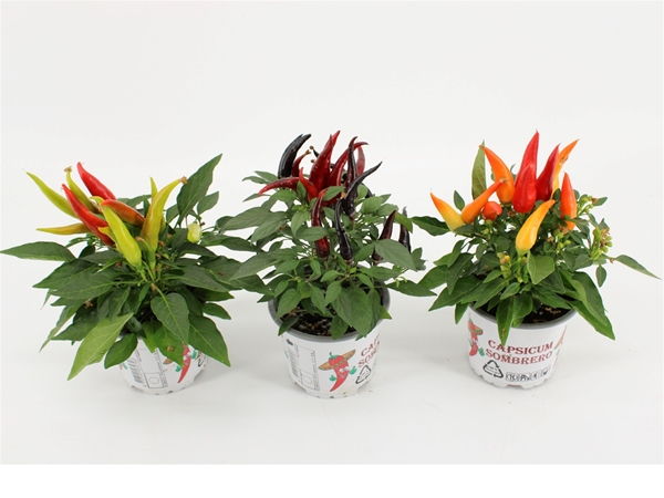 Capsicum Joker Mixtray