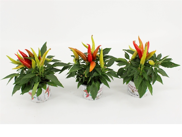 Capsicum Sombrero Joker Grün-Rot