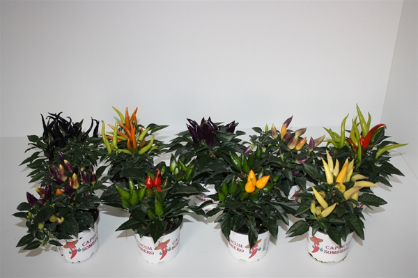 Capsicum Mixlage
