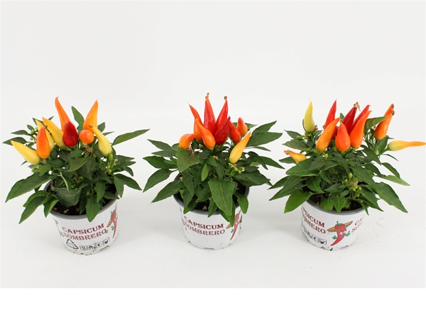 Capsicum Sombrero Joker Orange-Gelb