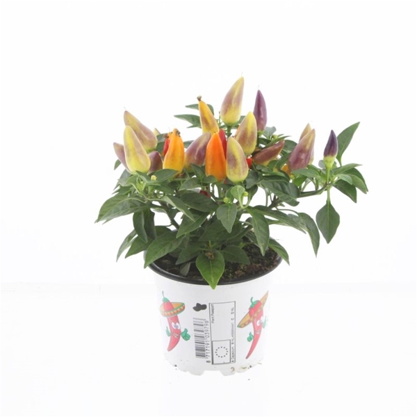 Capsicum Sombrero Multicolor