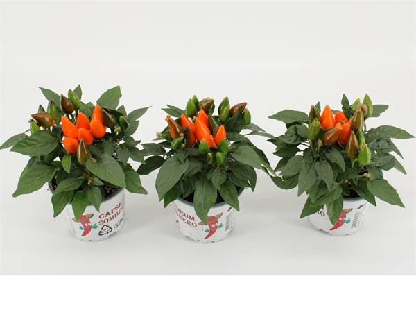Capsicum Favorit Orange