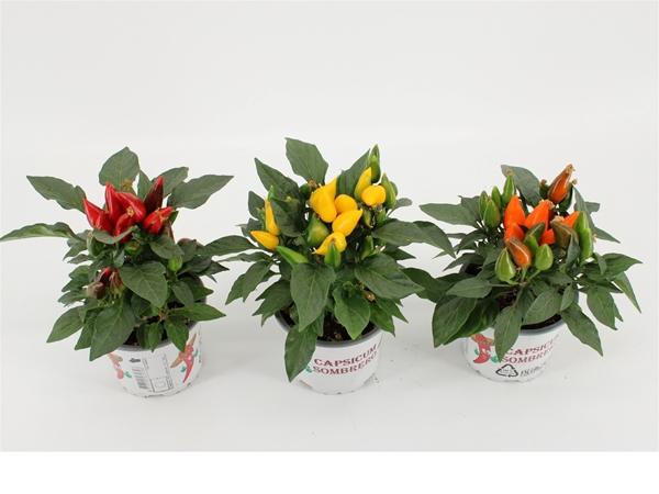 Capsicum Favorit Mixtray