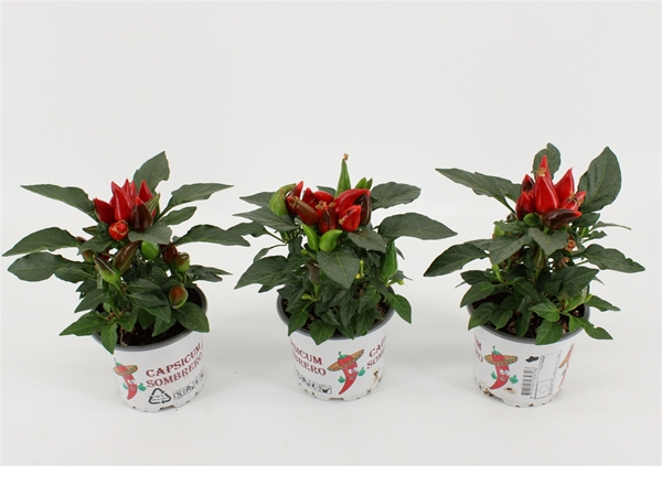 Capsicum Favorit Rot