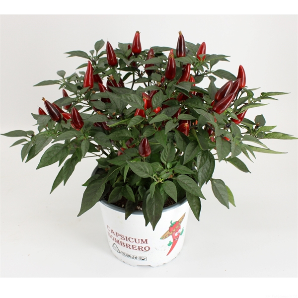 Capsicum Sombrero Violett