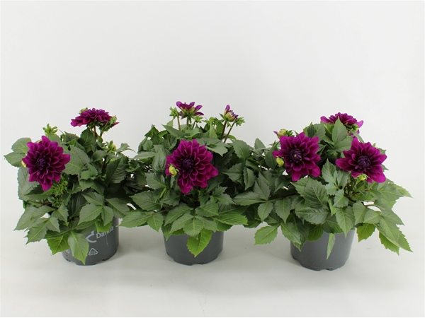 Dahlia Dalina Maxi Purple