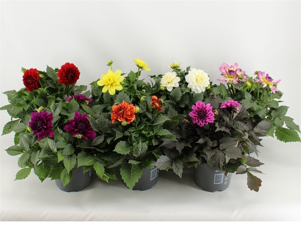 Dahlia Hypnotica Mixlage
