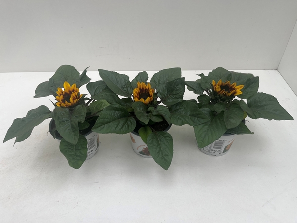 Helianthus Annuus Tiger Eye