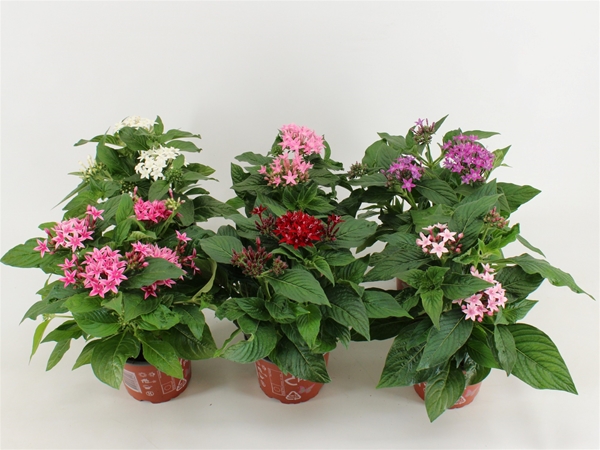 Pentas Graffiti Mixtray