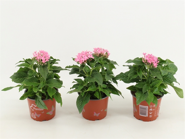 Pentas Graffiti Rosa