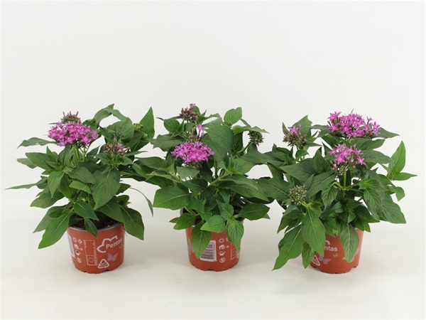 Pentas Graffiti Violett