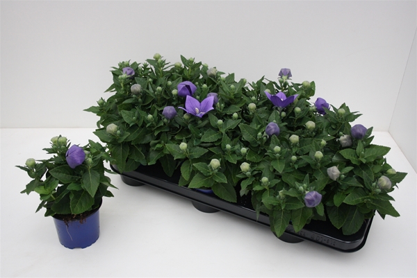 Platycodon Grandiflorus Astra Blau
