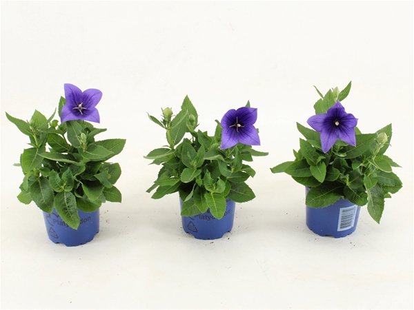 Platycodon Grandiflorus Astra Blau