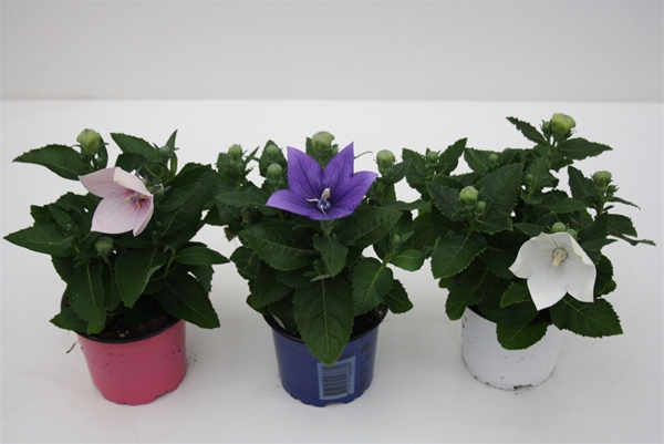 Platycodon Grandiflorus Mixlage