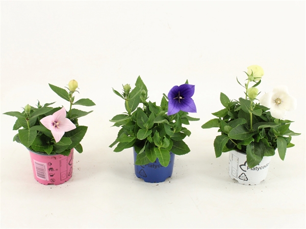 Platycodon Grandiflorus Mixlage