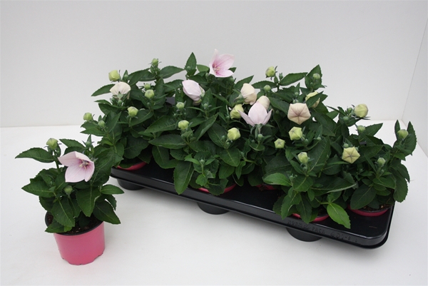Platycodon Grandiflorus Rosa