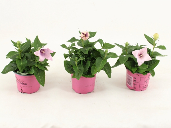 Platycodon Grandiflorus Rosa